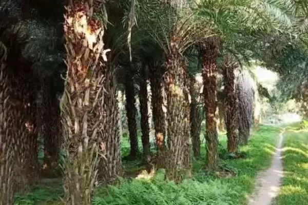 图片[8]-棕榈树的种植技术有哪些(棕榈树种植需从壮年树上采种)？-会东网