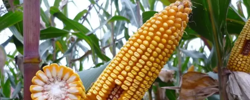 西星甜玉2号玉米种子特点及防治病虫害要点?-会东网