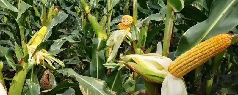 银河33玉米种子特点(银河33玉米种子有啥特点)？-会东网