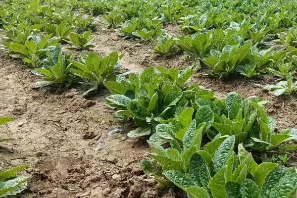图片[2]-种植地黄的利润有多少(种植地黄一亩地收益为5000-7000元左右)？-会东网