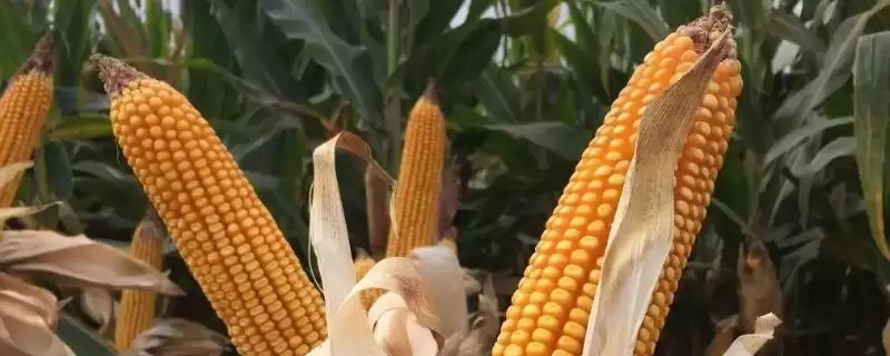 资玉89玉米品种有啥特性(资玉89玉米品种播种至出苗注意防鼠和地下害虫)?-会东网