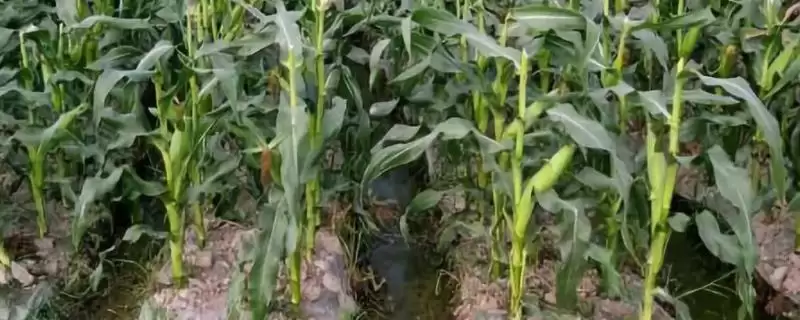 香彩糯1862玉米种简介及品种株型要点？-会东网
