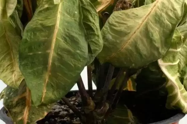 图片[8]-怎么解决除草剂药害(解决除草剂药害的方法有哪些)？-会东网