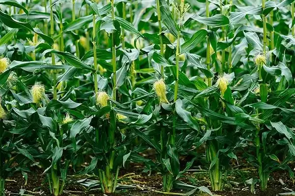 图片[3]-先玉335玉米种子简介及4月上旬-5月上中旬播种要点？-会东网