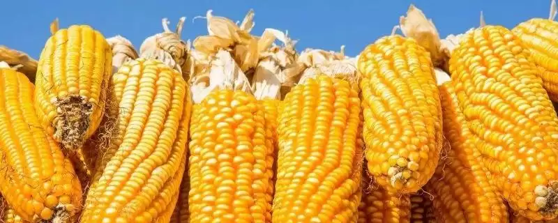 中科1397玉米品种啥情况(中科1397玉米品种中抗穗腐病)？-会东网