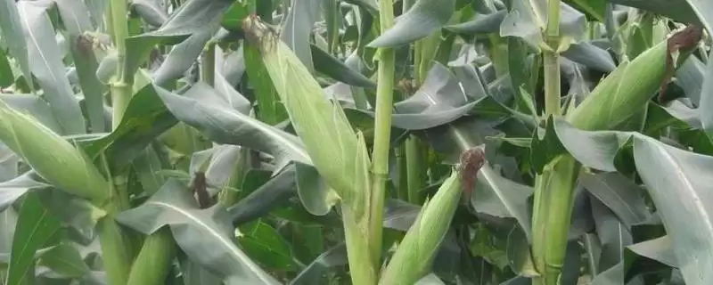 香甜糯1号玉米种子介绍及种植密度要点？-会东网