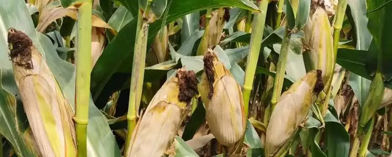 鑫功11玉米品种特性及中等肥力地块栽培要点？-会东网