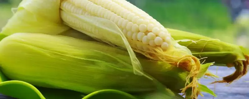 郑黄糯2号玉米种子有啥特征特性(郑黄糯2号玉米种子种植介绍)?-会东网