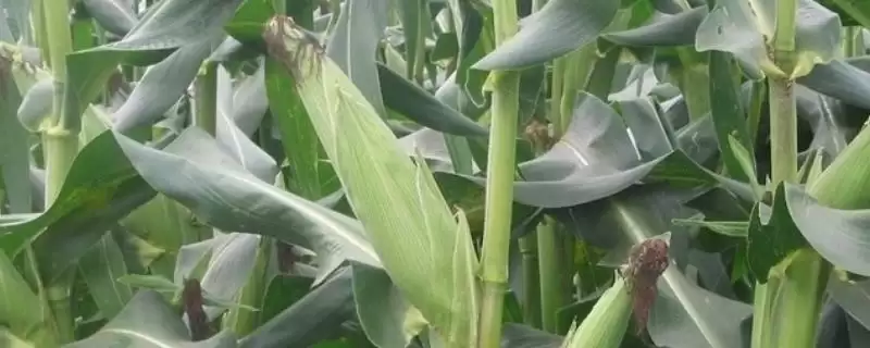 永协235玉米品种的特性(永协235玉米品种特性有哪些)？-会东网