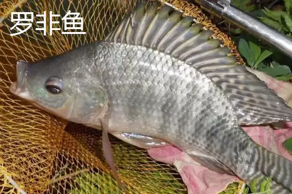 图片[5]-珍珠罗非鱼的产地在哪(珍珠罗非鱼原产于南非)？-会东网