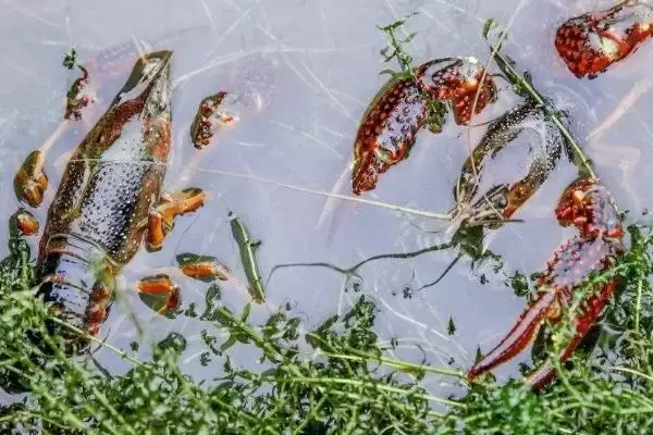 图片[4]-小龙虾怎么养殖(小龙虾养殖需清塘消毒、培育浮游生物后放虾苗)？-会东网