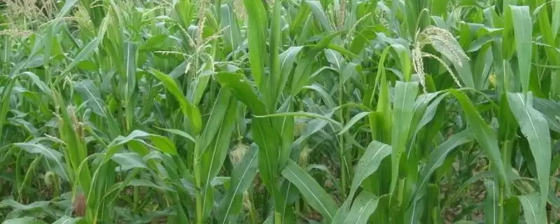 翔玉913玉米种子特点及种植密度要点？-会东网