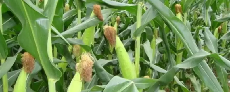 雅禾808玉米品种特性及每亩尿素用量要点？-会东网