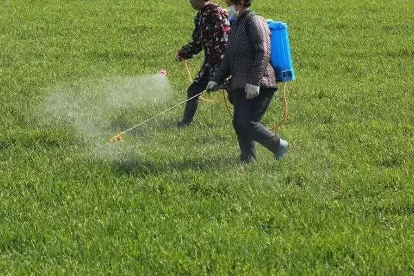 图片[5]-怎么使用小麦除草剂(使用小麦除草剂的方法和要点有哪些)？-会东网