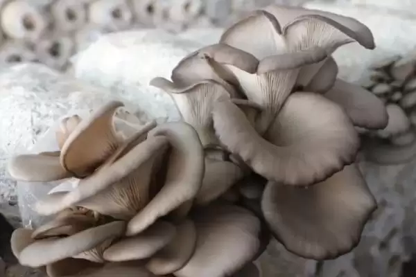 图片[9]-蘑菇怎么种植(蘑菇种植需将基质装入菇袋灭菌处理后接种)？-会东网