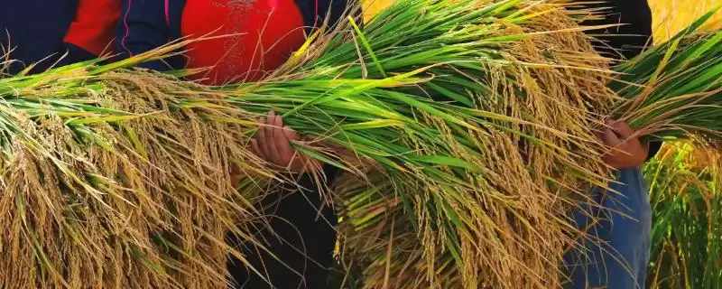 新中玉4号玉米品种特性及生育期要点？-会东网