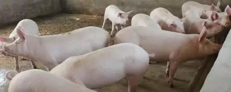 养殖白猪不养黑猪的原因(养殖白猪不养黑猪原因是什么)?-会东网