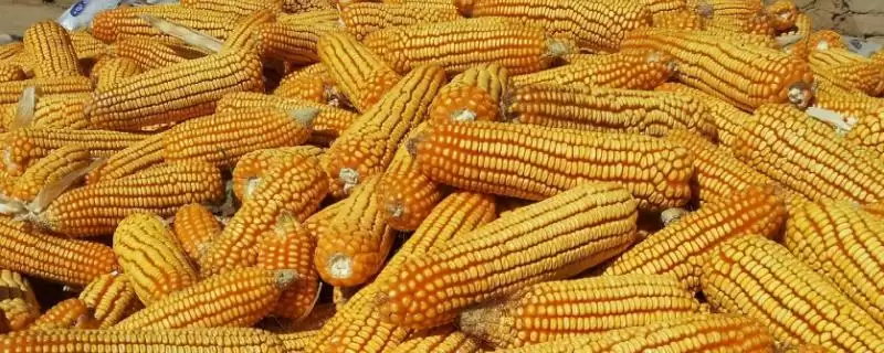 先达903玉米种子简介及高抗大斑病情况?-会东网