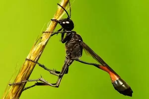图片[3]-细腰蜂介绍：捕食性蜂类及常见小型蜂类特点？-会东网
