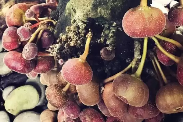 图片[6]-折断有白色乳汁的植物有哪些，常见的有通奶草、鹅绒藤等？-会东网
