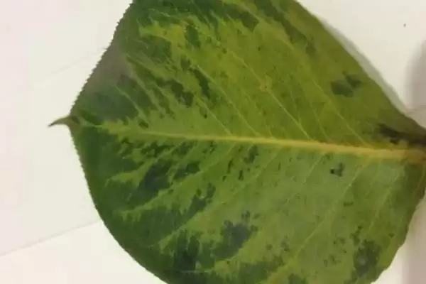 图片[11]-怎么解决除草剂药害(解决除草剂药害的方法有哪些)？-会东网