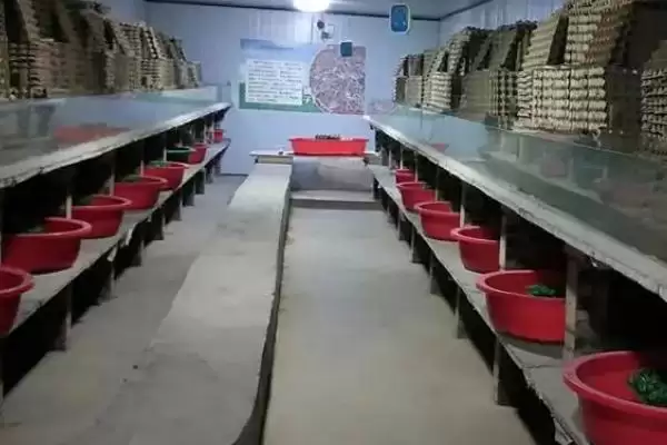 图片[3]-怎么人工养殖蚂蚁(人工养殖蚂蚁的方法和步骤有哪些)？-会东网