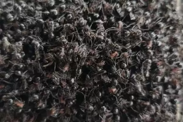 图片[7]-怎么人工养殖蚂蚁(人工养殖蚂蚁的方法和步骤有哪些)？-会东网