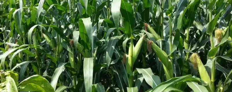 星辰6号玉米种简介及平均生育期要点？-会东网