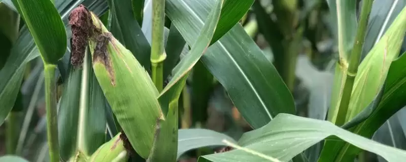 渝单58玉米种子特点(渝单58玉米种子具备哪些特点)?-会东网