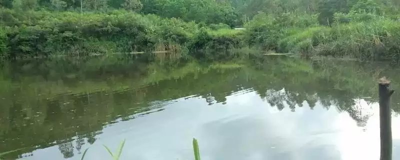 鱼塘如何净化水质(鱼塘净化水质的方法有哪些)？-会东网