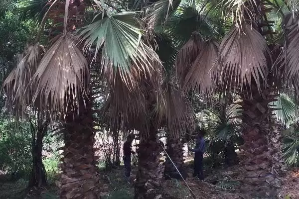 图片[10]-棕榈树的种植技术有哪些(棕榈树种植需从壮年树上采种)？-会东网