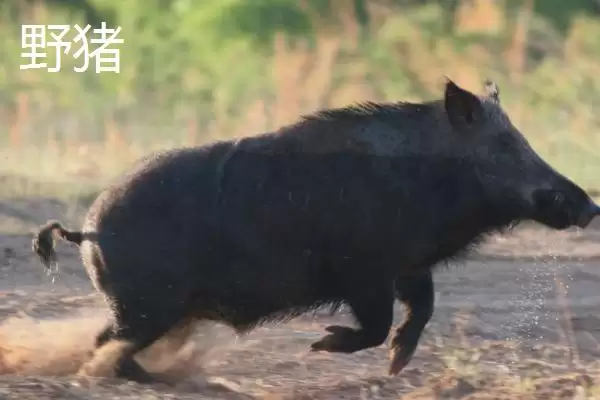 图片[3]-疣猪和野猪有什么区别(疣猪和野猪区别是什么)？-会东网