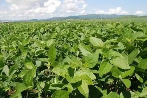 图片[4]-小粒黄豆栽培技术及播种前晒种要点？-会东网