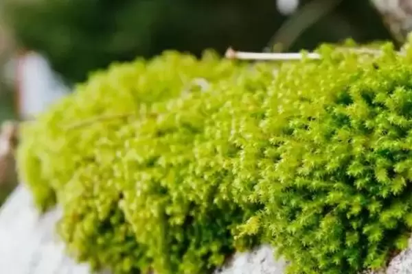 图片[8]-折断有白色乳汁的植物有哪些，常见的有通奶草、鹅绒藤等？-会东网