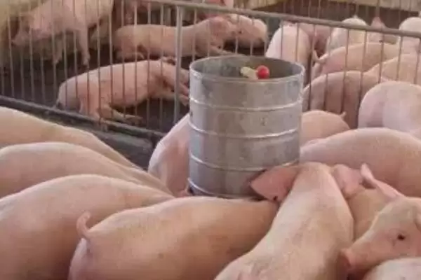 图片[2]-养猪怎么节省饲料(养猪节省饲料的方法有啥)？-会东网