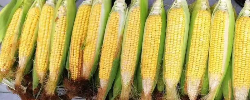 优旗318玉米品种的特性(优旗318玉米品种特性如何)?-会东网