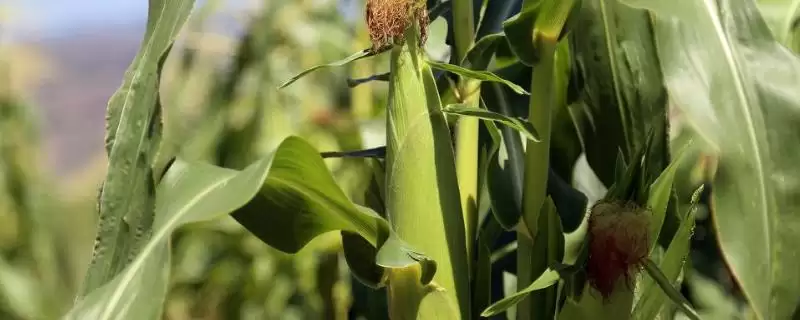兴单108玉米种子特点及种植密度要点？-会东网