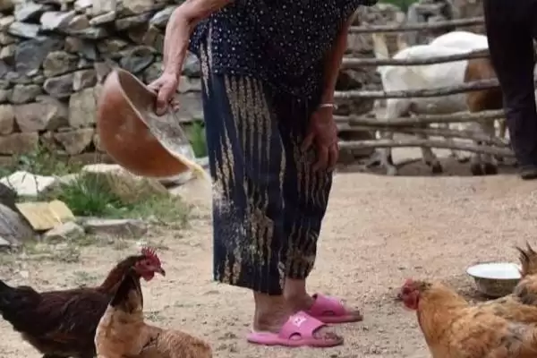 图片[3]-玉米和什么混合搭配喂鸡好(玉米与哪些食物搭配喂鸡效果好)？-会东网