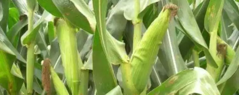 炎黑糯1891玉米种子简介及适宜播期要点？-会东网