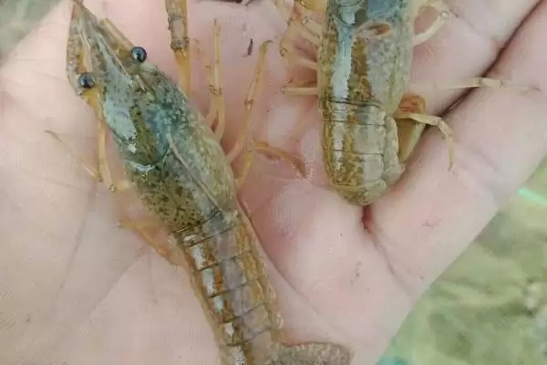 图片[6]-小龙虾怎么养殖(小龙虾养殖需清塘消毒、培育浮游生物后放虾苗)？-会东网