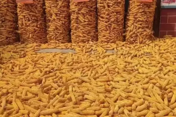 图片[12]-有哪些高抗锈病玉米种(高抗锈病玉米种有哪些)？-会东网