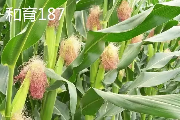 图片[3]-种什么玉米品种好，登海533、和育187、先玉1225等品种均为合适的选择？-会东网
