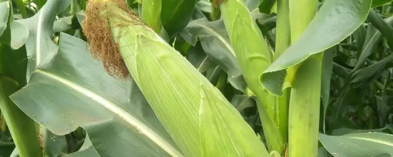 雅玉33玉米种子特点及防治纹枯病和茎腐病要点?-会东网