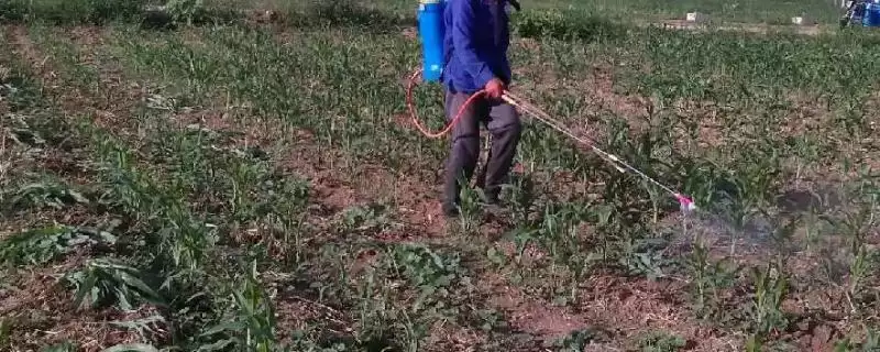 玉米使用除草剂的注意事项(玉米使用除草剂需注意什么)?-会东网