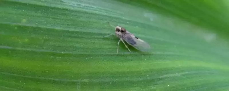 玉米灰飞虱的防治方式(玉米灰飞虱的防治措施有哪些)？-会东网