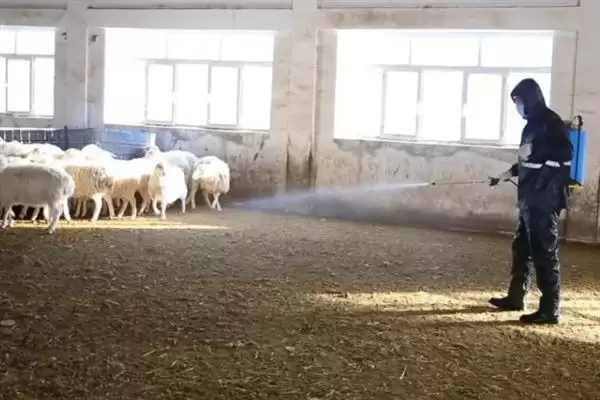 图片[13]-羊怎样养长得快(养羊长得快首先要选择生长速度较快的羊品种)？-会东网