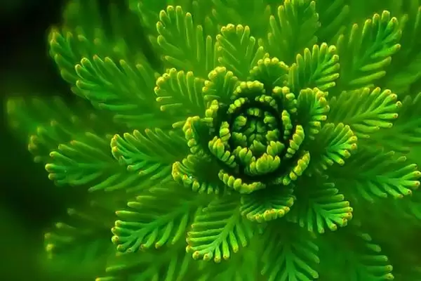 图片[7]-折断有白色乳汁的植物有哪些，常见的有通奶草、鹅绒藤等？-会东网