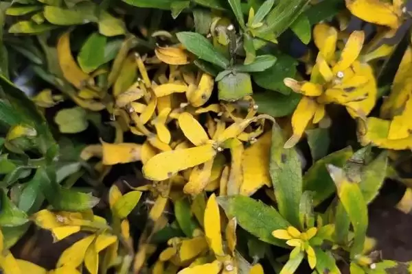 图片[10]-怎么解决除草剂药害(解决除草剂药害的方法有哪些)？-会东网