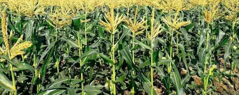 先玉1881玉米种子介绍及防治南方锈病要点？-会东网