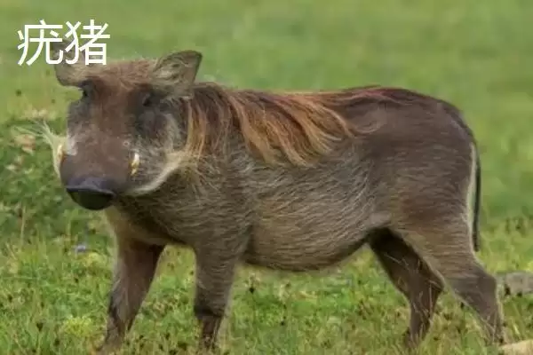 图片[4]-疣猪和野猪有什么区别(疣猪和野猪区别是什么)？-会东网